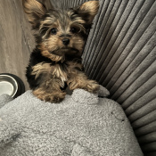Bambam, a Chocolate, Dark-brown Yorkshire Terrier Dog