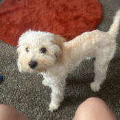 Levi castaneda, a Cream Maltipoo (Maltese + Poodle) Dog