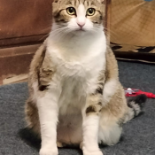 Dukeza, a Light-grey, White, Apricot Mix Cat