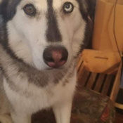 Hela, a White, Light-grey Alaskan Husky Mix Dog