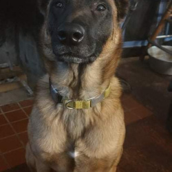 {petName}, a Red Belgian Malinois  Dog