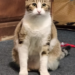 {petName}, a Light-grey, White, Apricot Mix Cat